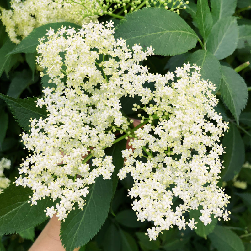 vlierbloesemsiroop